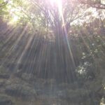 徳之島のウンブキ